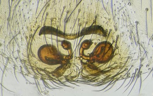 Réf. 317 433 : Micaria coarctata